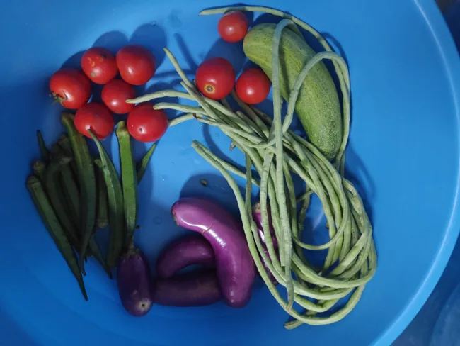 Fresh vegetables arranged for a produce photograph