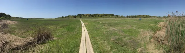 Wooden boardwalk across the salt marsh at the Cape Cod Museum of Natural History in Brewster